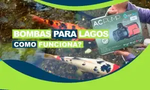 Como Funciona Bomba para Lagos