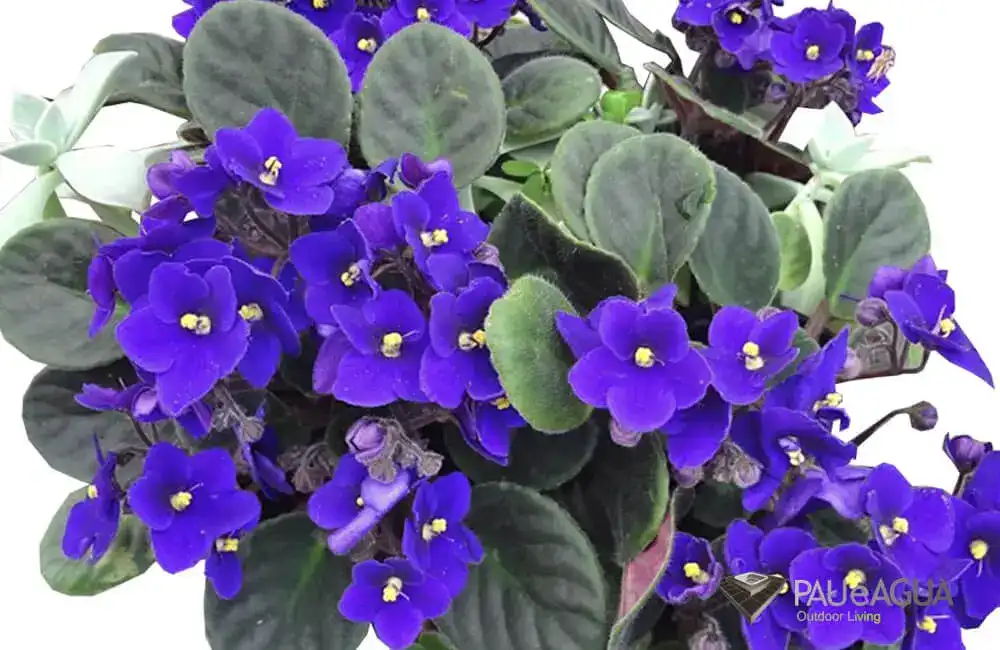 Violeta