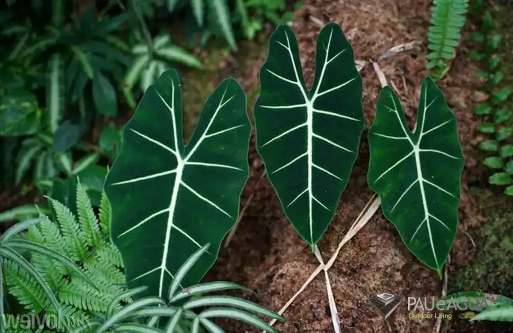 alocasia amazonica