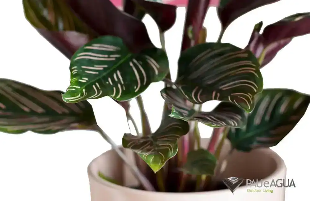 Calathea