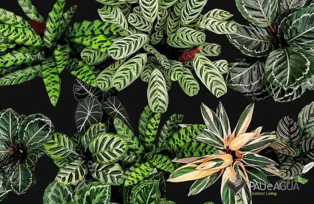 Maranta