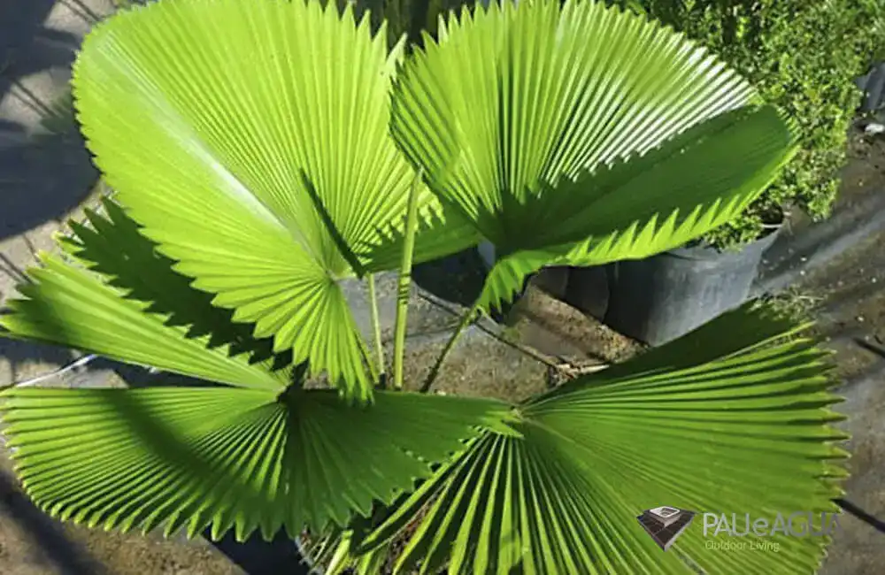 Palmeira leque