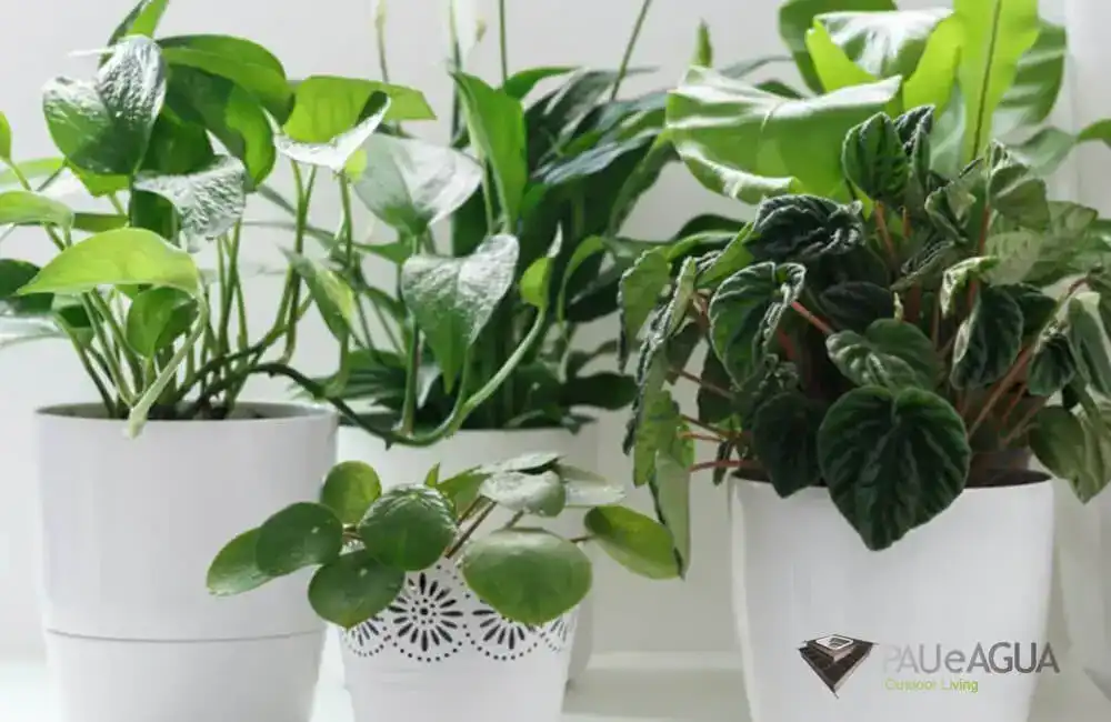 Peperomia