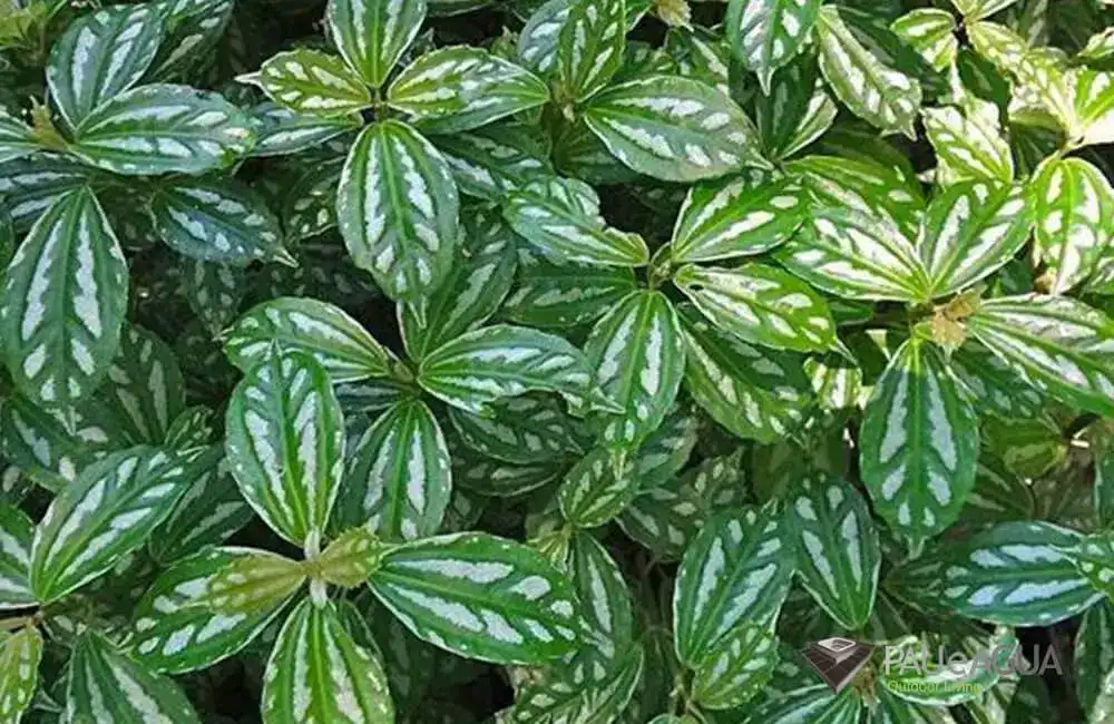 Pilea