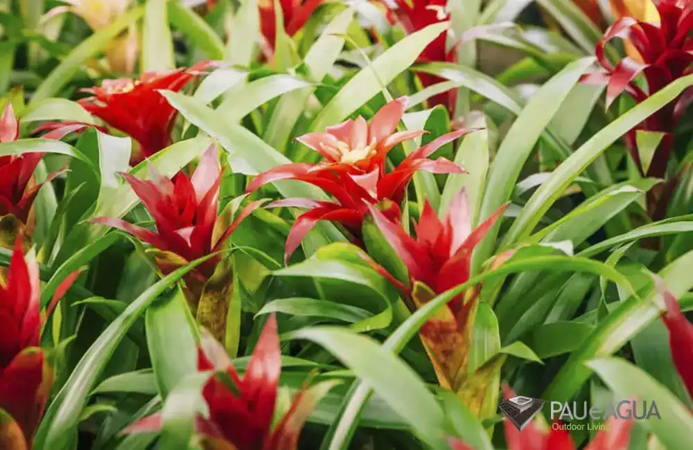 Bromelia