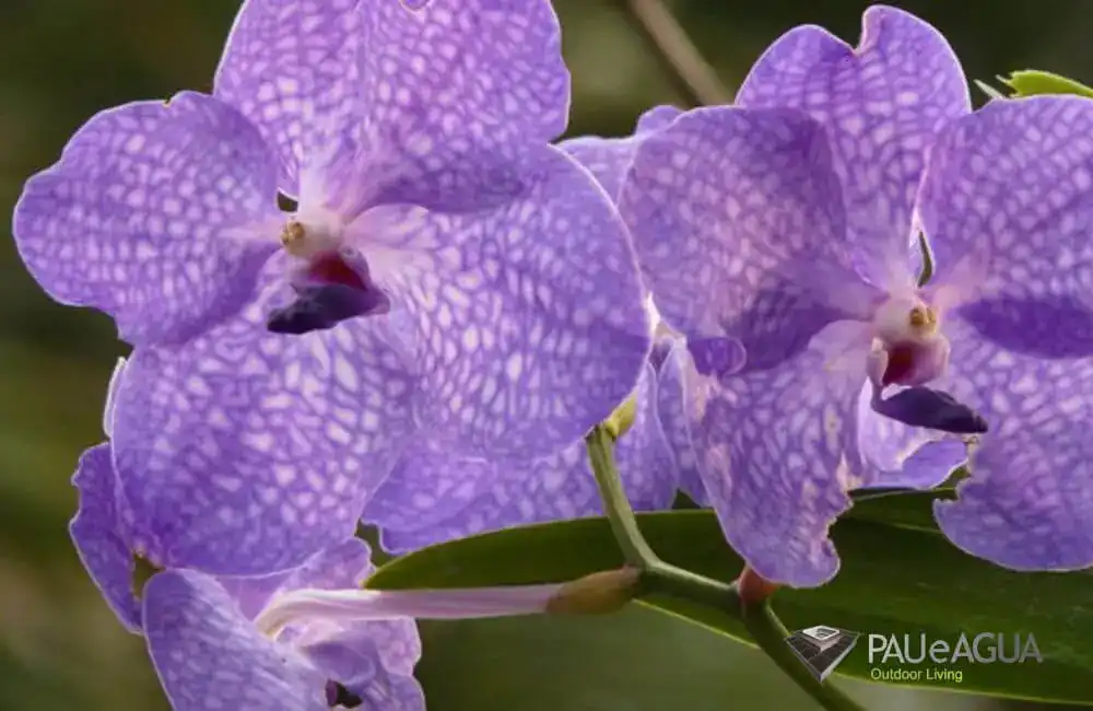 Orquidea
