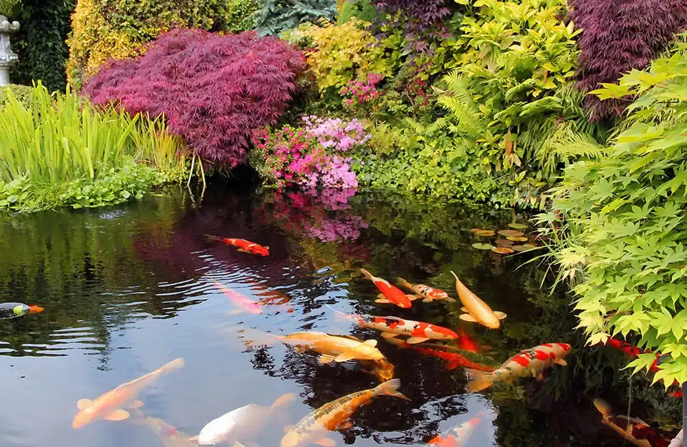 Lagos Ornamentais no Paisagismo