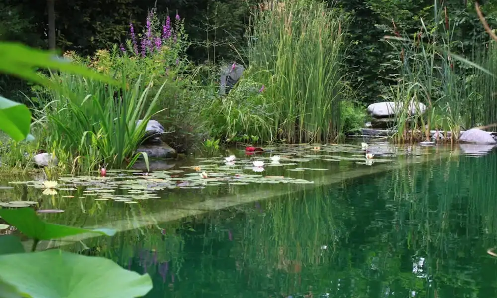 Plantas Para Piscina Biológica