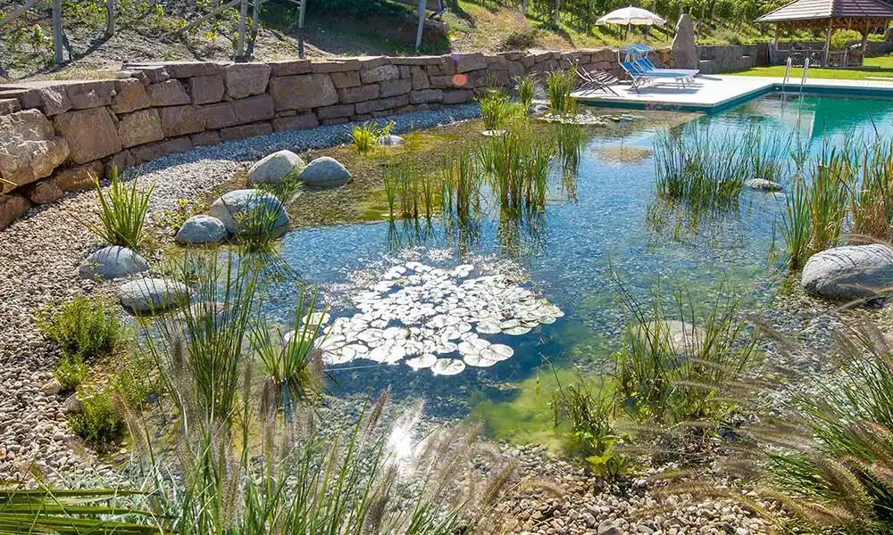 Piscina Natural com Plantas