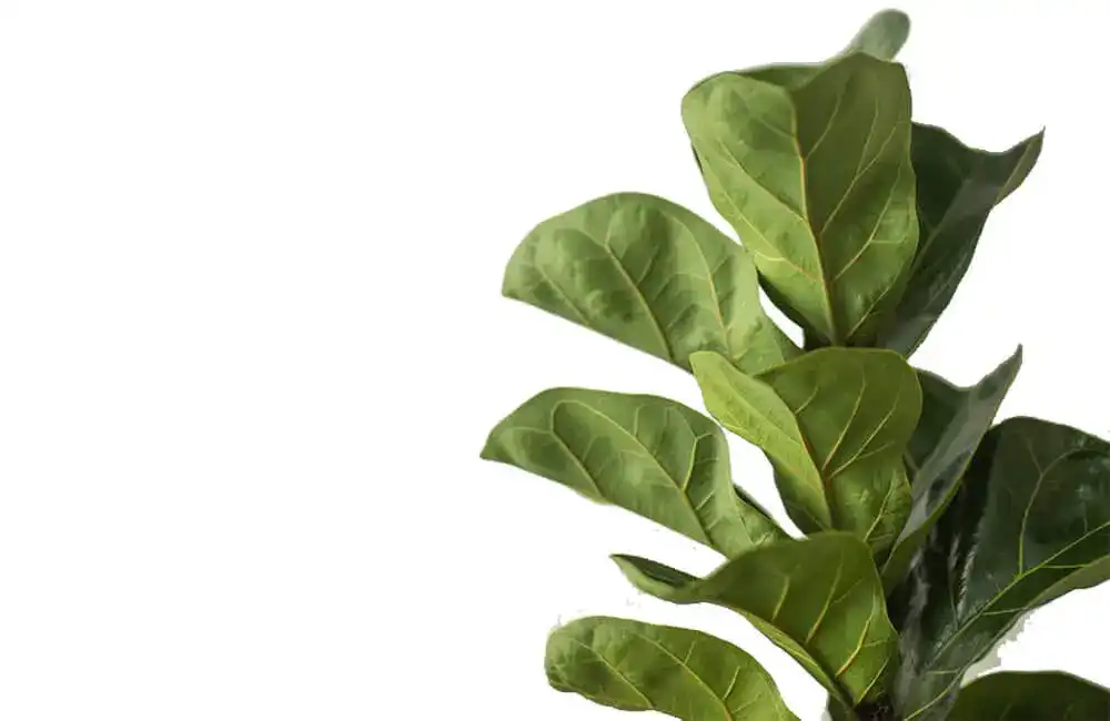 Ficus Lyrata