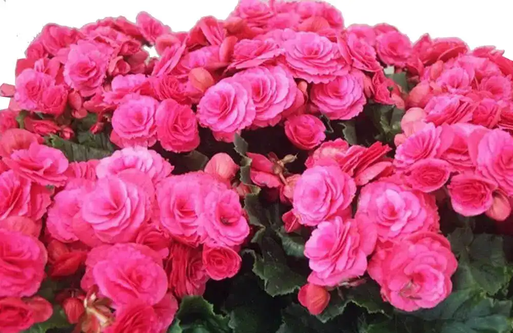 Begonia