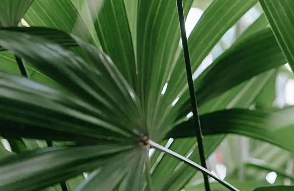 Palmeira Rafia