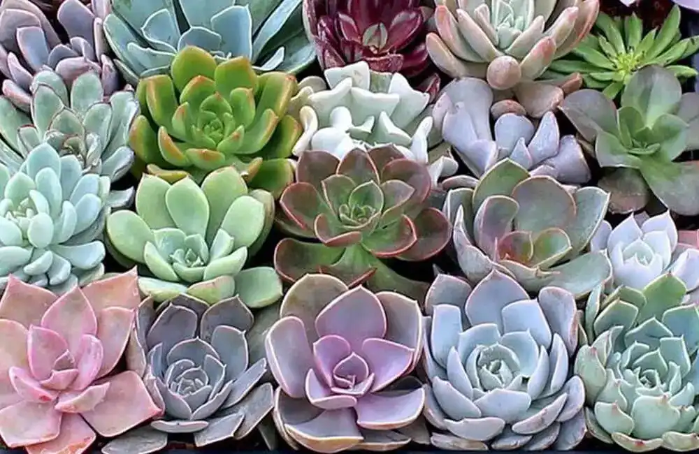 Rosa de Pedra