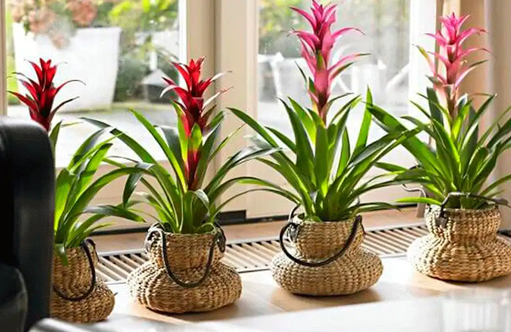 Plantas para dentro de casa: 26 melhores espécies para cultivar