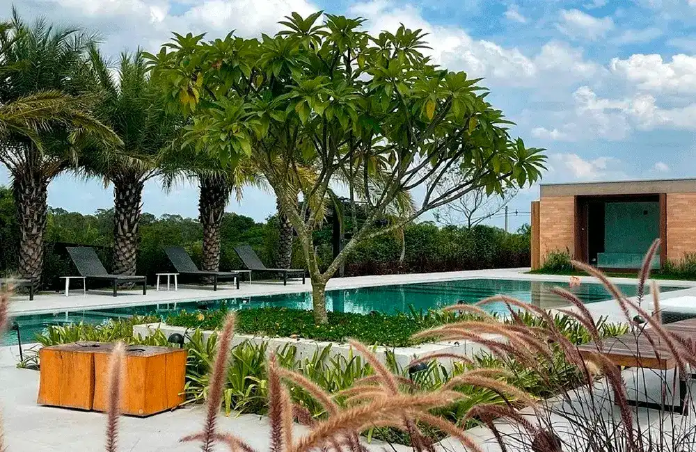 arvore para piscina com paisagismo
