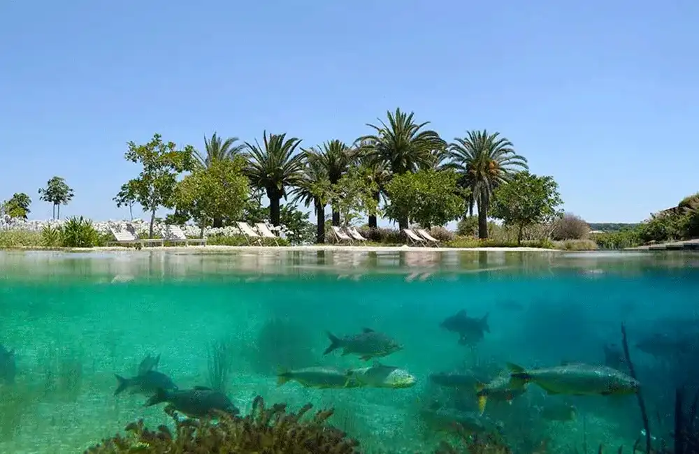 oasis em casa com peixes na piscina natural