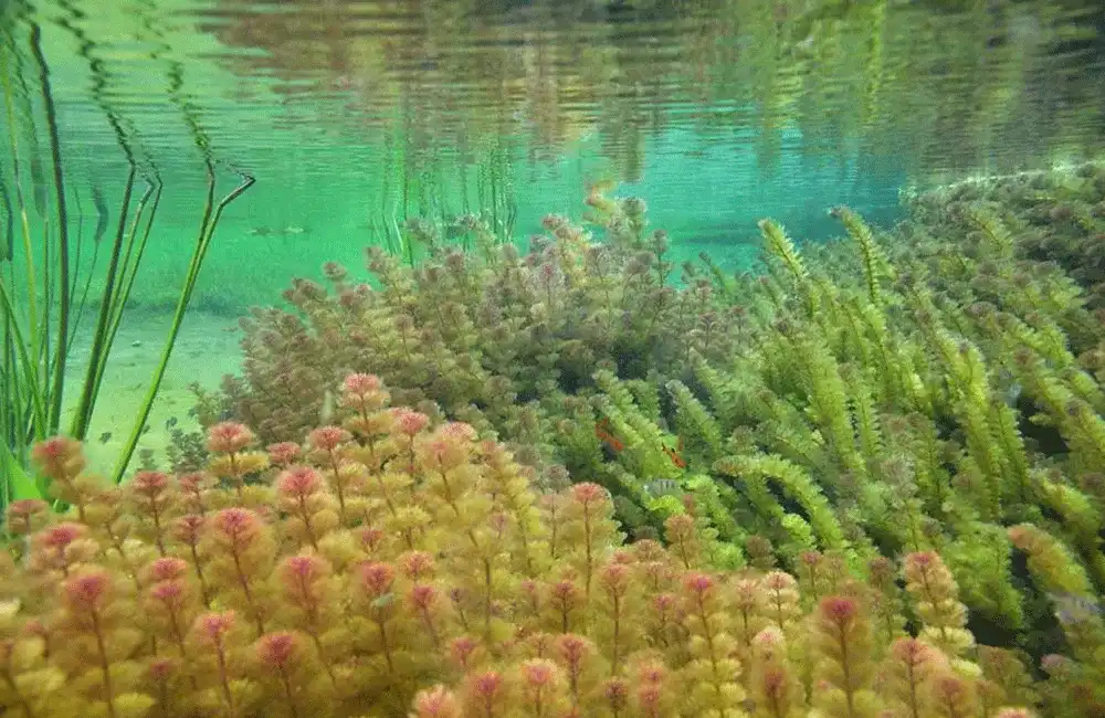 flora aquatica 
