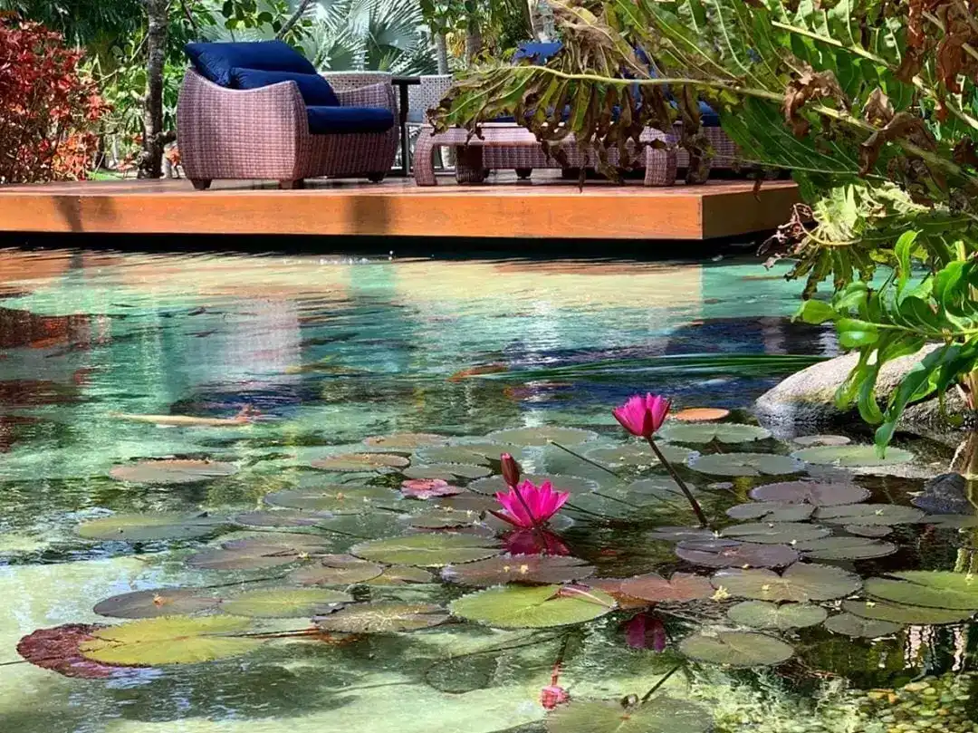 piscinas com plantas