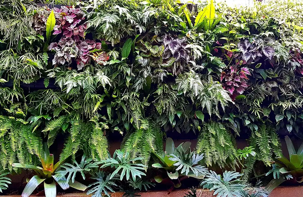 plantas para decoração do paisagismo e arquitetura