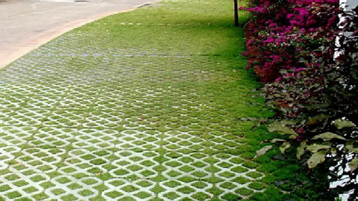 grama crescendo no pisograma