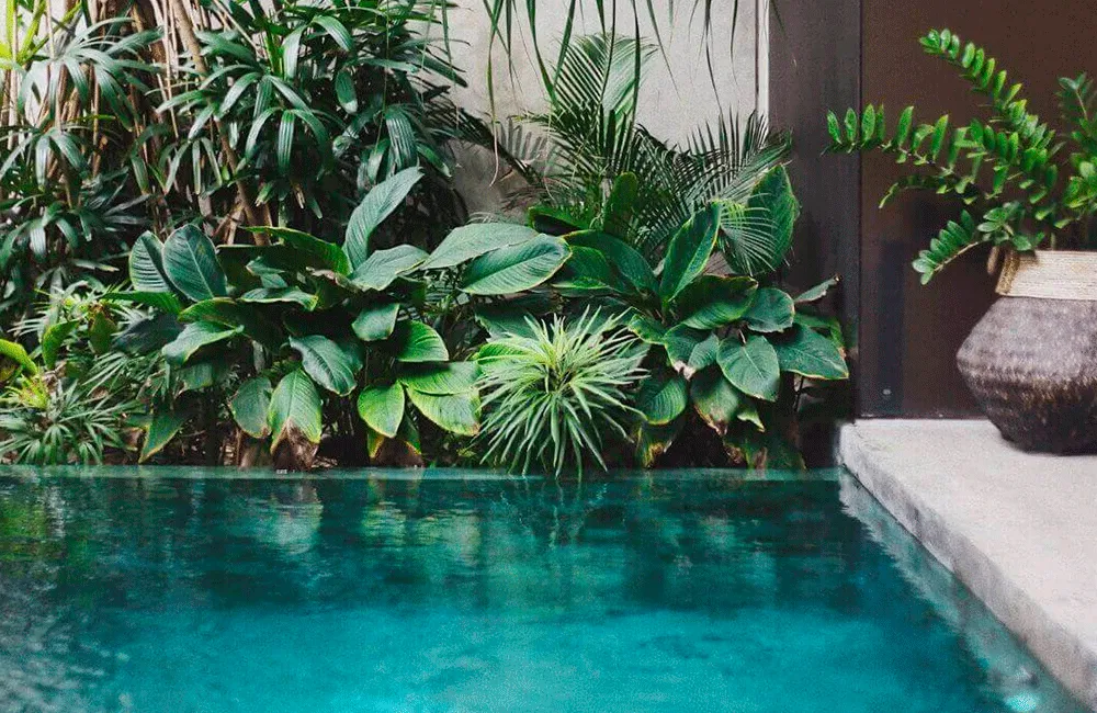 compocisão de plantas no paisagismo minimalista
