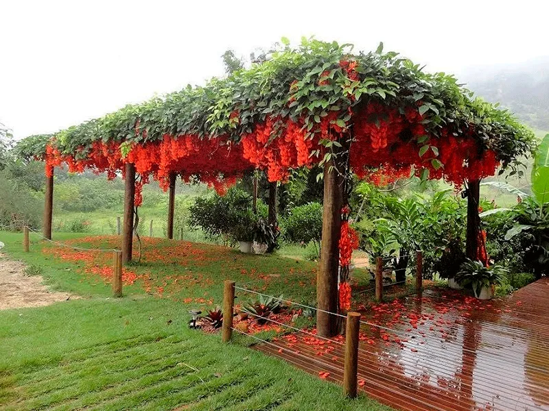 plantas pendente na estrutura do pergolado