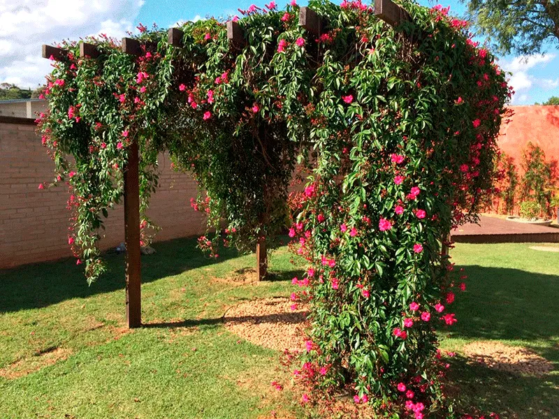 jardim com muitas plantas no pergola