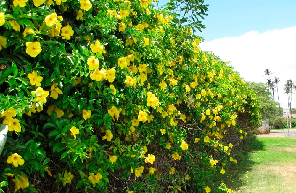 alamanda para pergolado