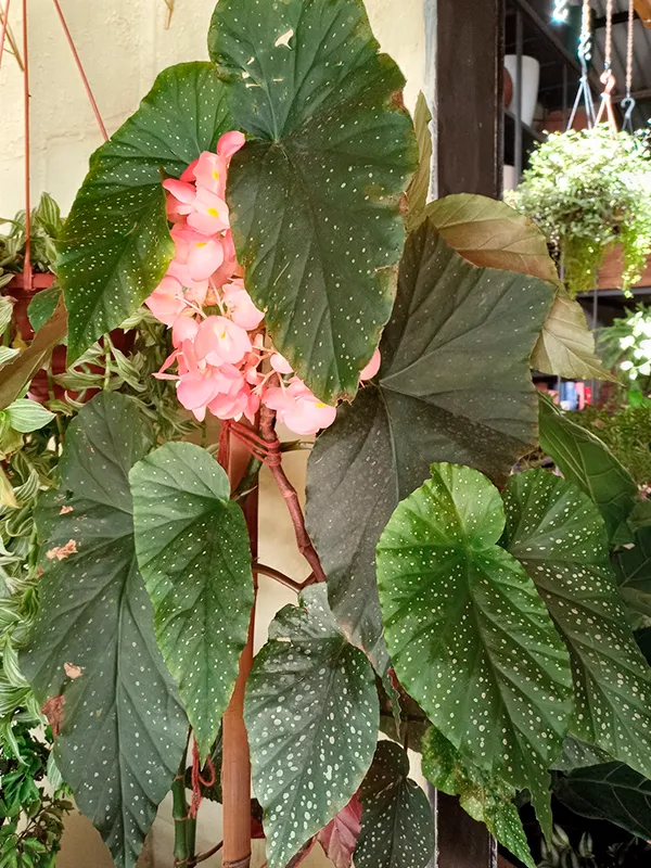 begonia