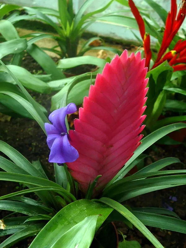 bromelias