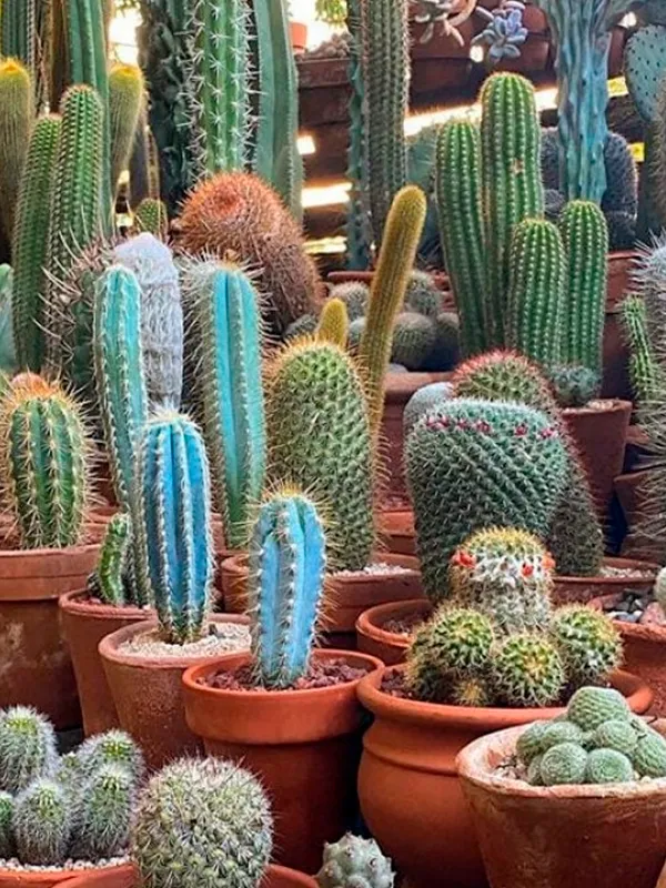 cactos e suculentas