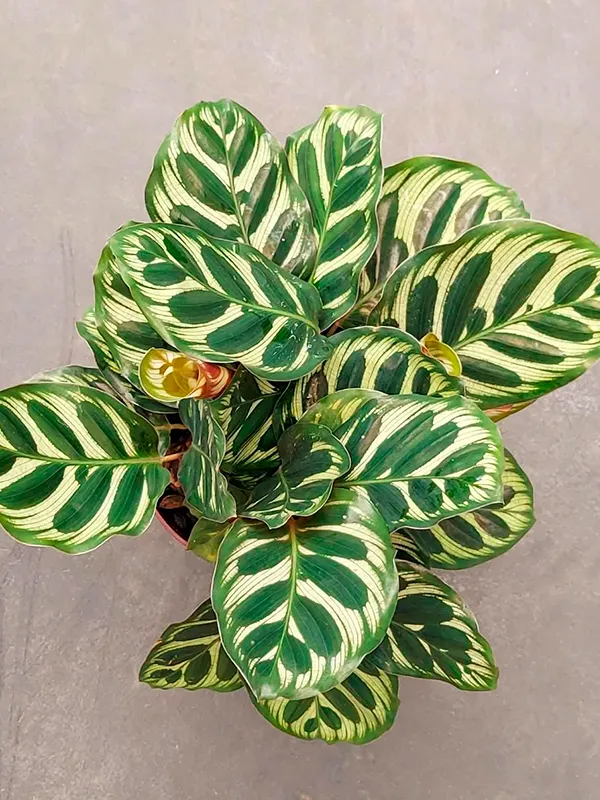 calathea
