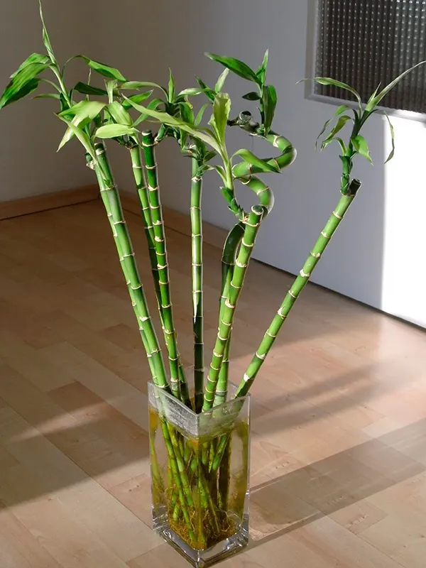 fracaena