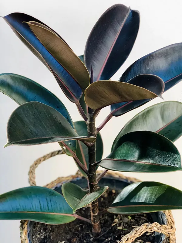 ficus elastica