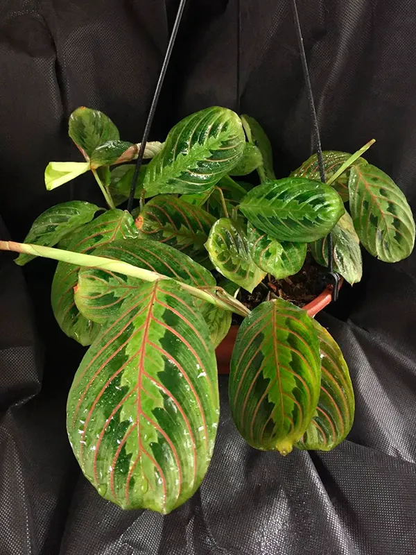 maranta