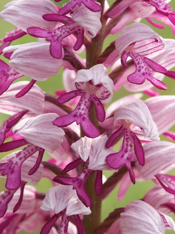 orquideas