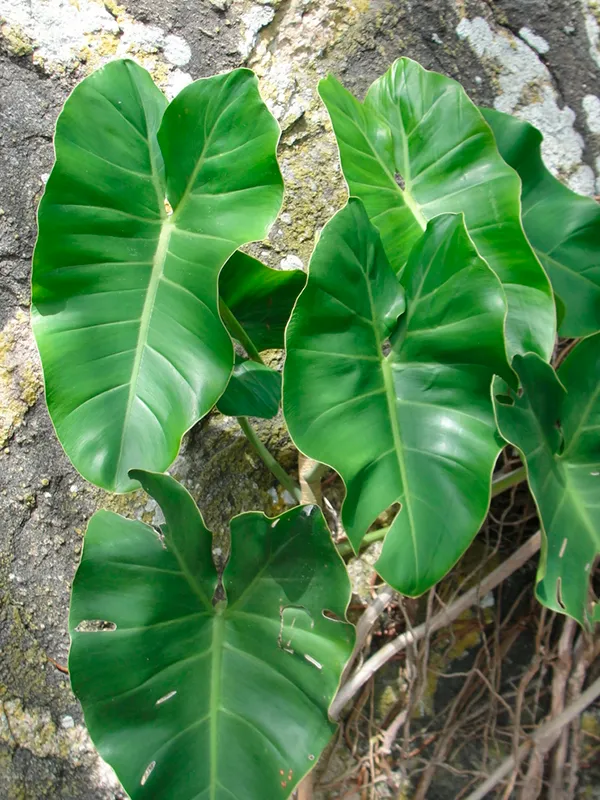 Philodendron Imbe