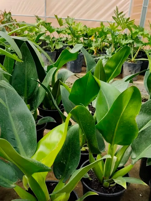 Philodendron matianau