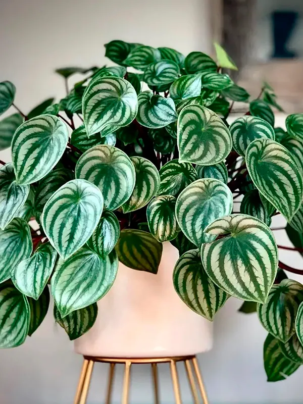 Planta Peperômia