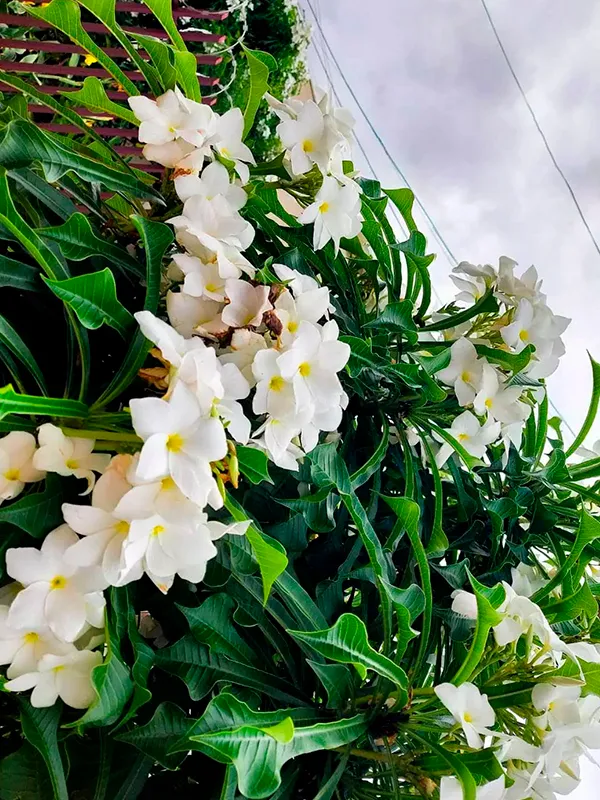 Planta Véu de Noiva