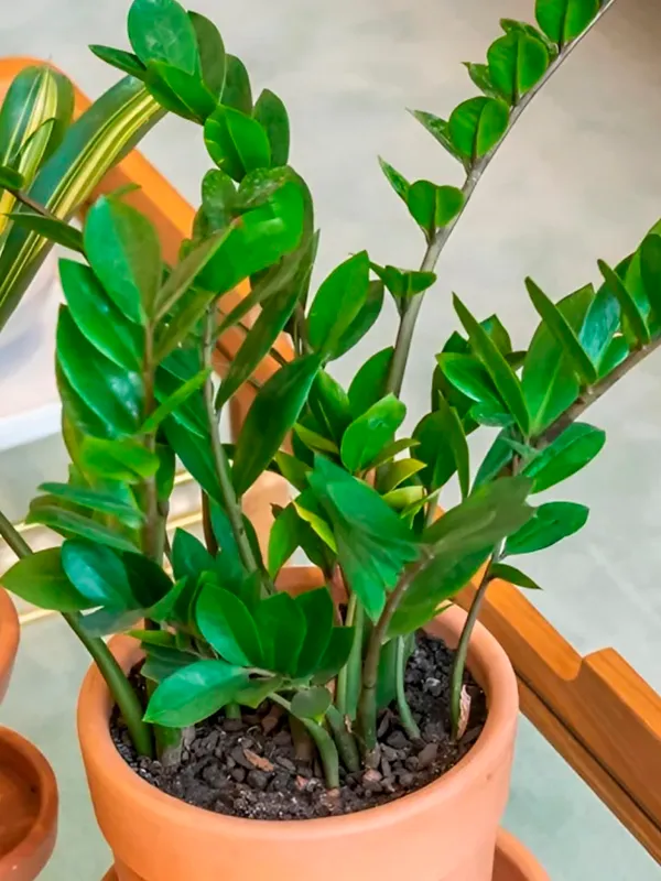 planta zz