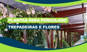 plantas trepadeiras para pergolado