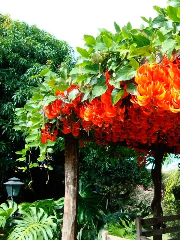 plantas de cores vibrantes no pergolado