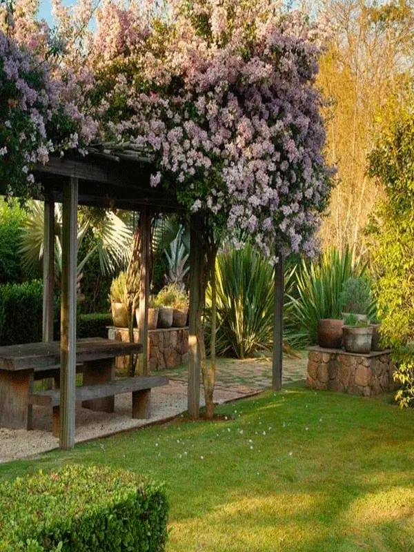 plantas cheirosa no pergolado