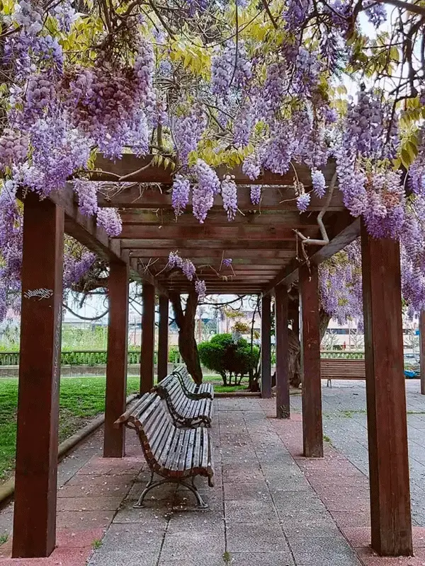 trepadeira com flores pendentes