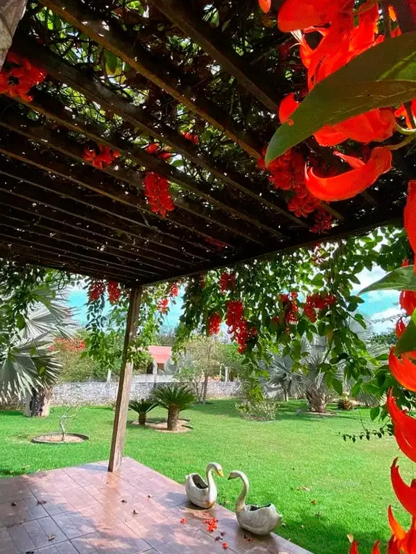 plantas e fores no pergolado de madeira para jardim