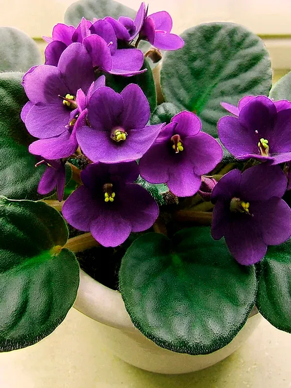 Violeta-africana