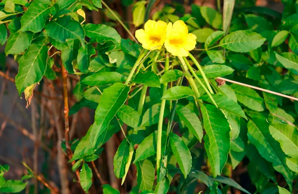 bigonia