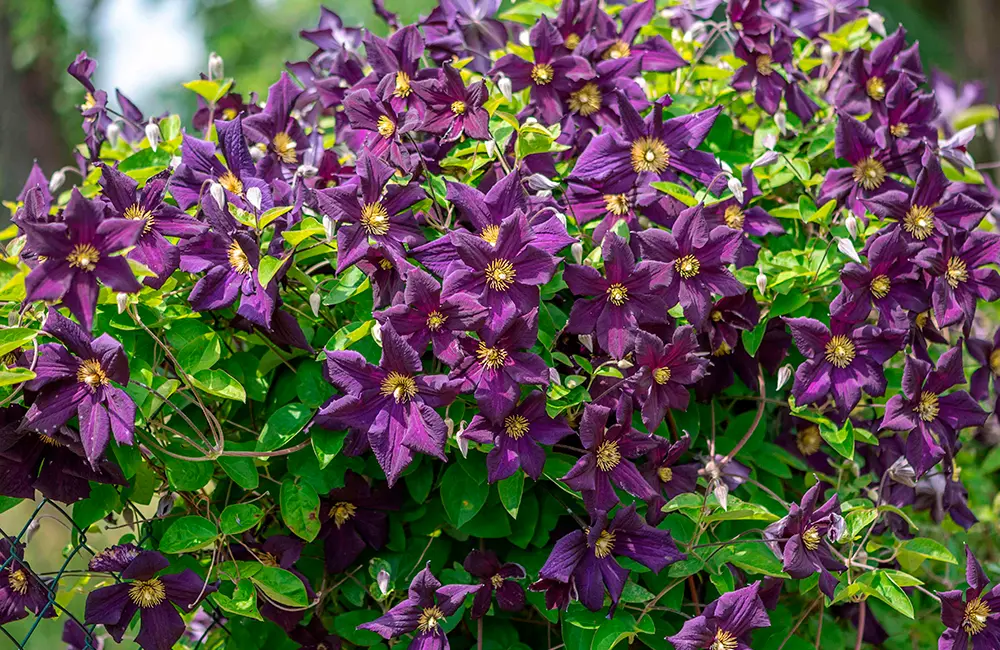 clematis