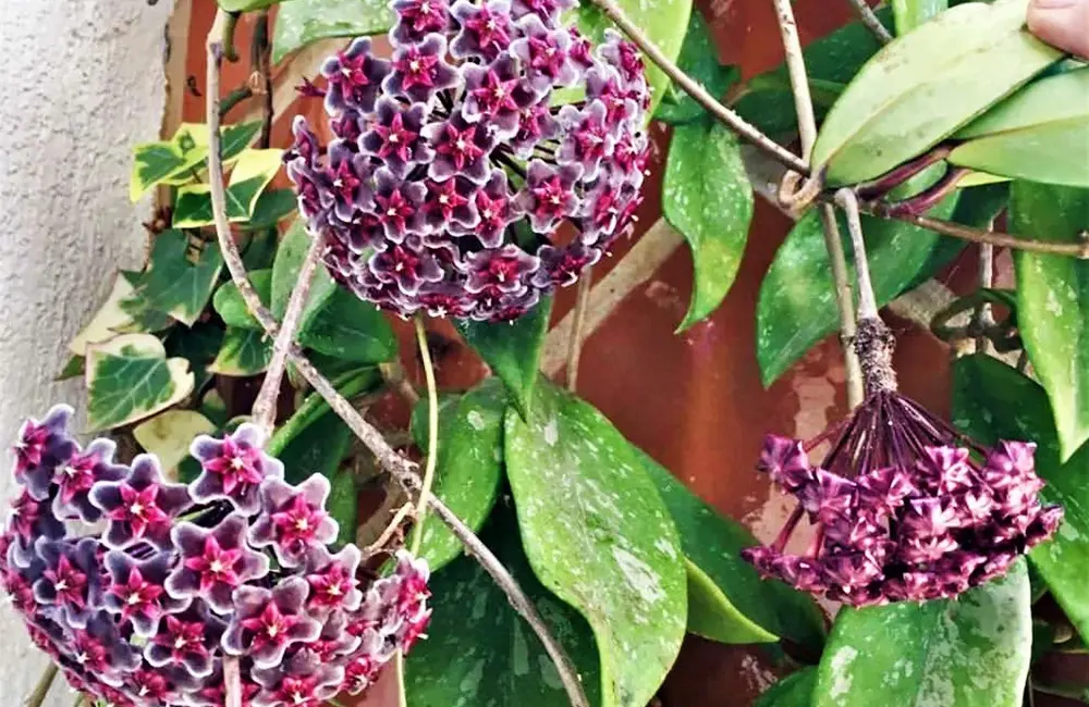 flor de cera para pergolado